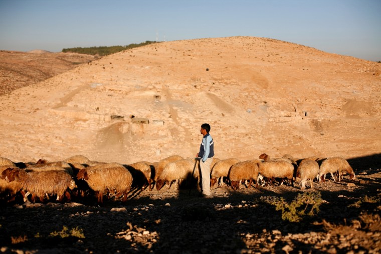 Palestinian Shepherds Livelihood Threatened By Israeli Settlers